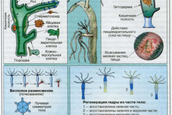 Ссылка на кракен в браузере