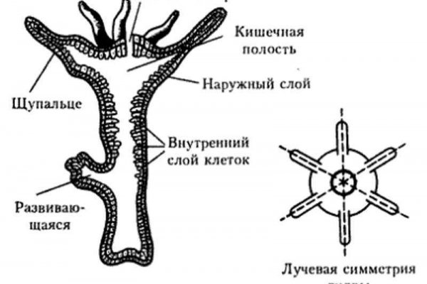 Кракен безопасный вход